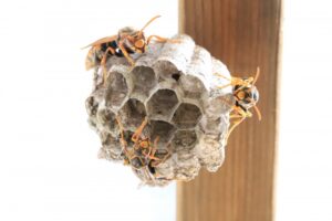 ハチの巣を自分で駆除するには？必要な道具と手順を徹底解説！