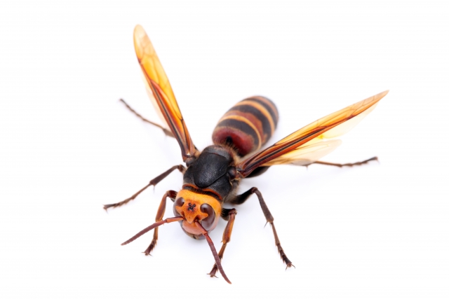 危険度が高い蜂の種類とは？特徴と見分けるポイントを解説