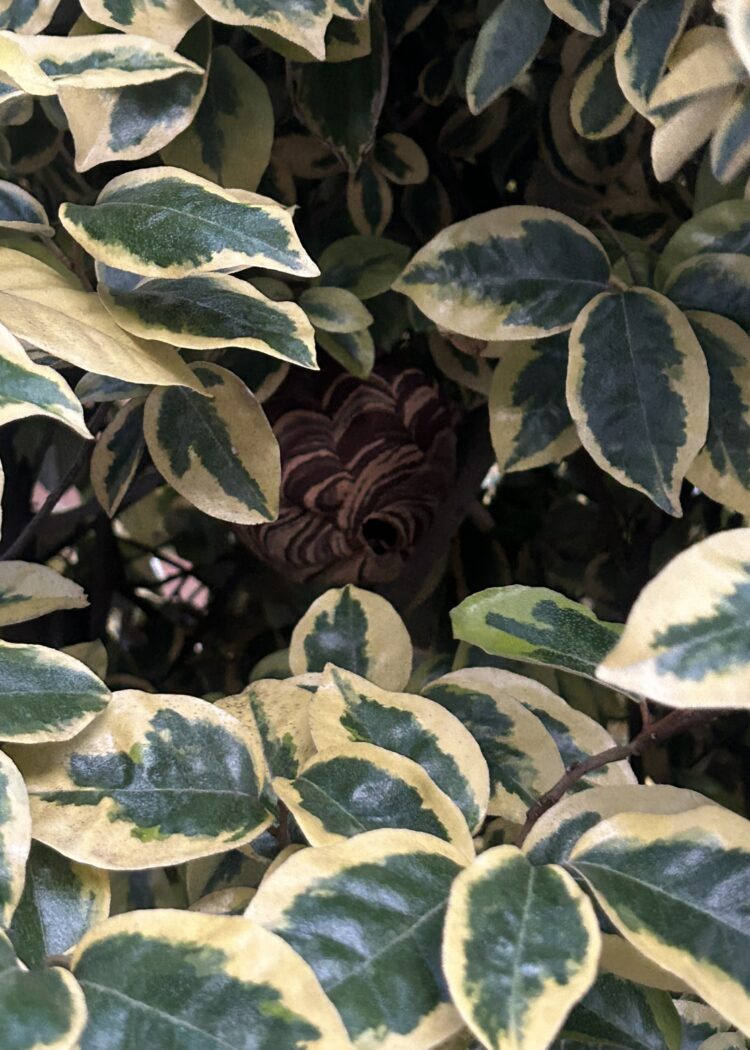🐝【枚方市】植木の間にできたスズメバチの巣を駆除｜庭作業中の発見に即日対応！